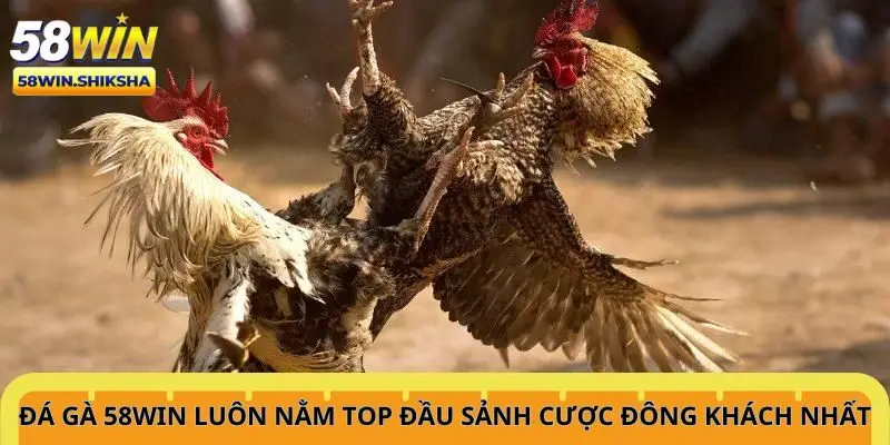 da-ga-58win-luon-nam-top-dau-sanh-cuoc-dong-khach-nhat